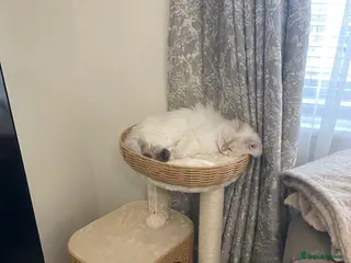 British Longhair cats PRINCESS Porscha - Advert 5