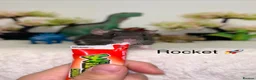 Rat rodents for sale: Beautiful baby rats  - Advert 8