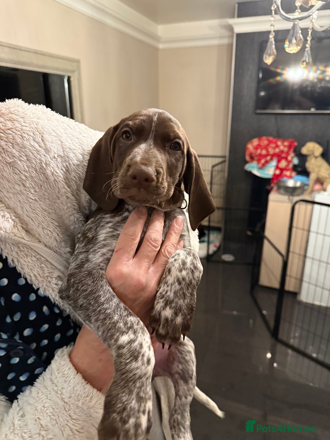 Mixed Breed dogs for sale: Well reared Quality puppies - Advert 21