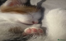 Mixed Breed cats for sale: gorgeous kittens - Image 9