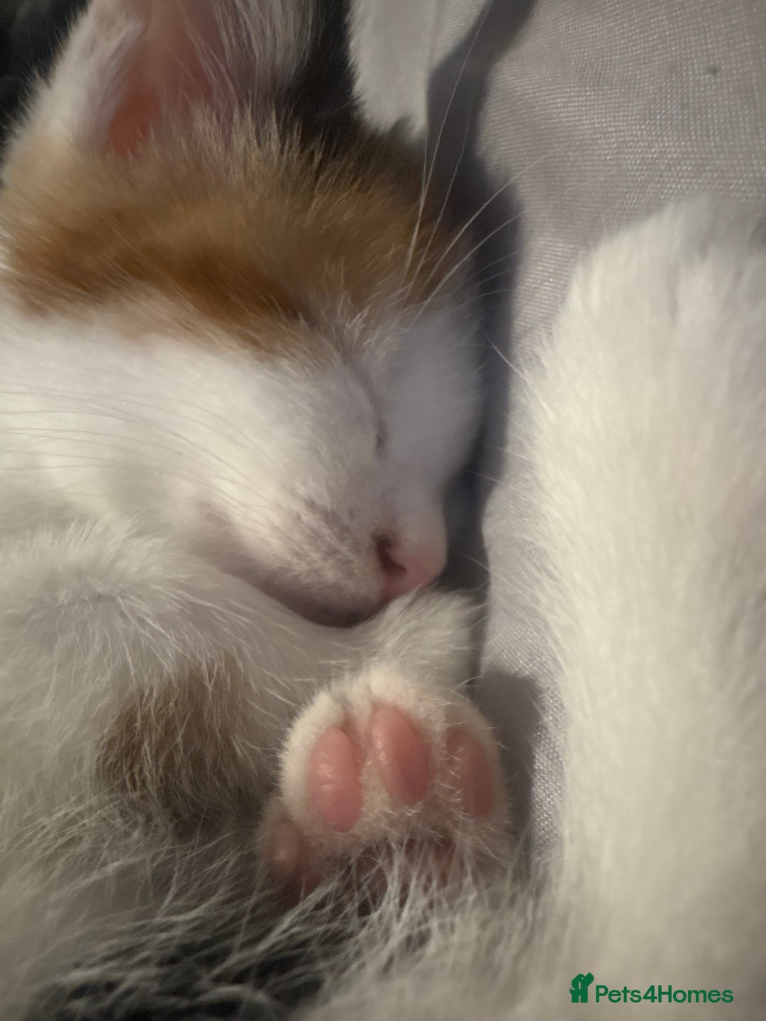 Mixed Breed cats for sale: gorgeous kittens - Image 9