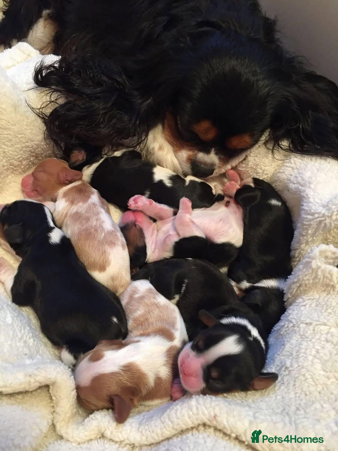 Cavalier King Charles Spaniel dogs for sale: Lovingly Cavalier King Charles Spaniels  - Advert 2