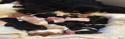 Cavalier King Charles Spaniel dogs for sale: Lovingly Cavalier King Charles Spaniels  in Edinburgh - Advert 1
