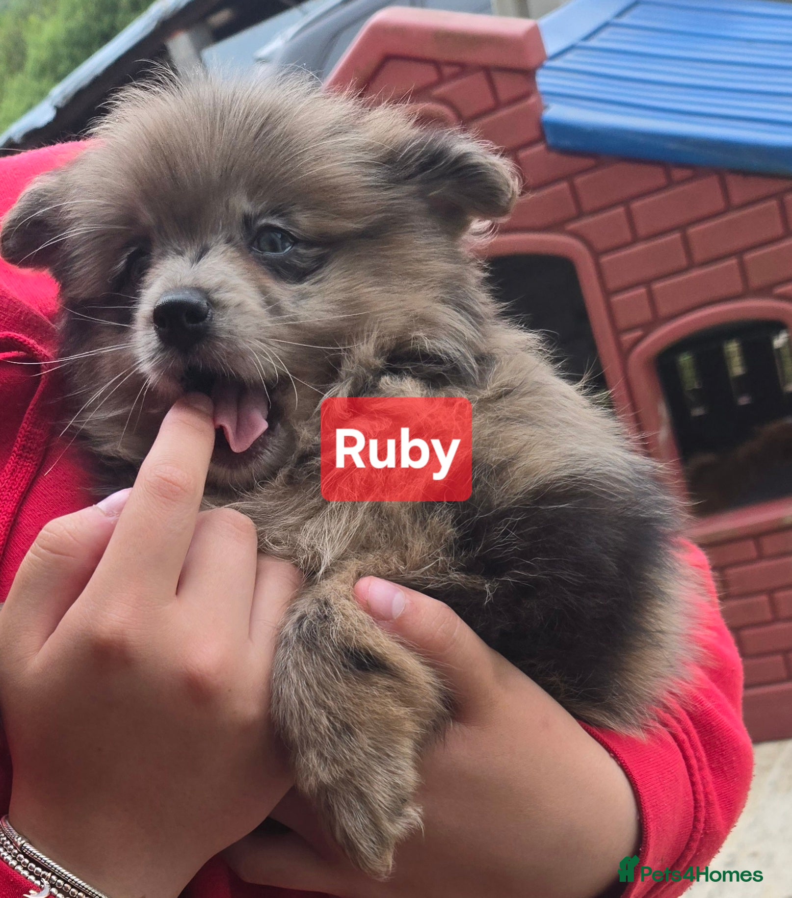Pomeranian dogs  3 gorgeous pomeranian puppies available  - Advert 1