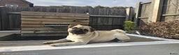 Pug dogs for sale: Beautiful Pug Puppies  - Advert 30