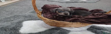 Mixed Breed Puppy 1