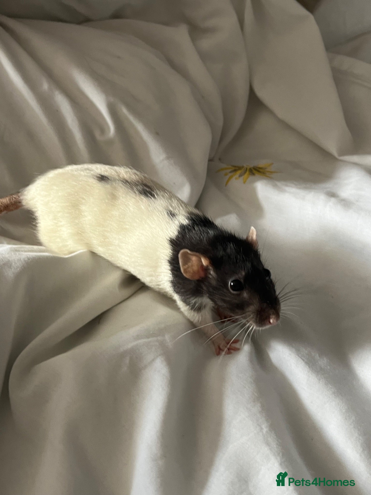 Rat rodents 4 female rats to rehome  - Advert 4