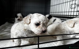 Shichon dogs for sale: 5 beautiful Shichon girls  - Image 4