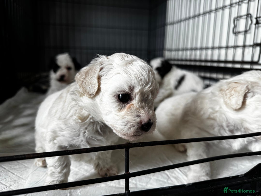 Shichon dogs for sale: 5 beautiful Shichon girls  - Image 4