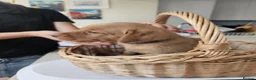 Labrador Retriever dogs for sale: Lovely Fox red and  Yellow Labrador puppies in Ringwood - Advert 4
