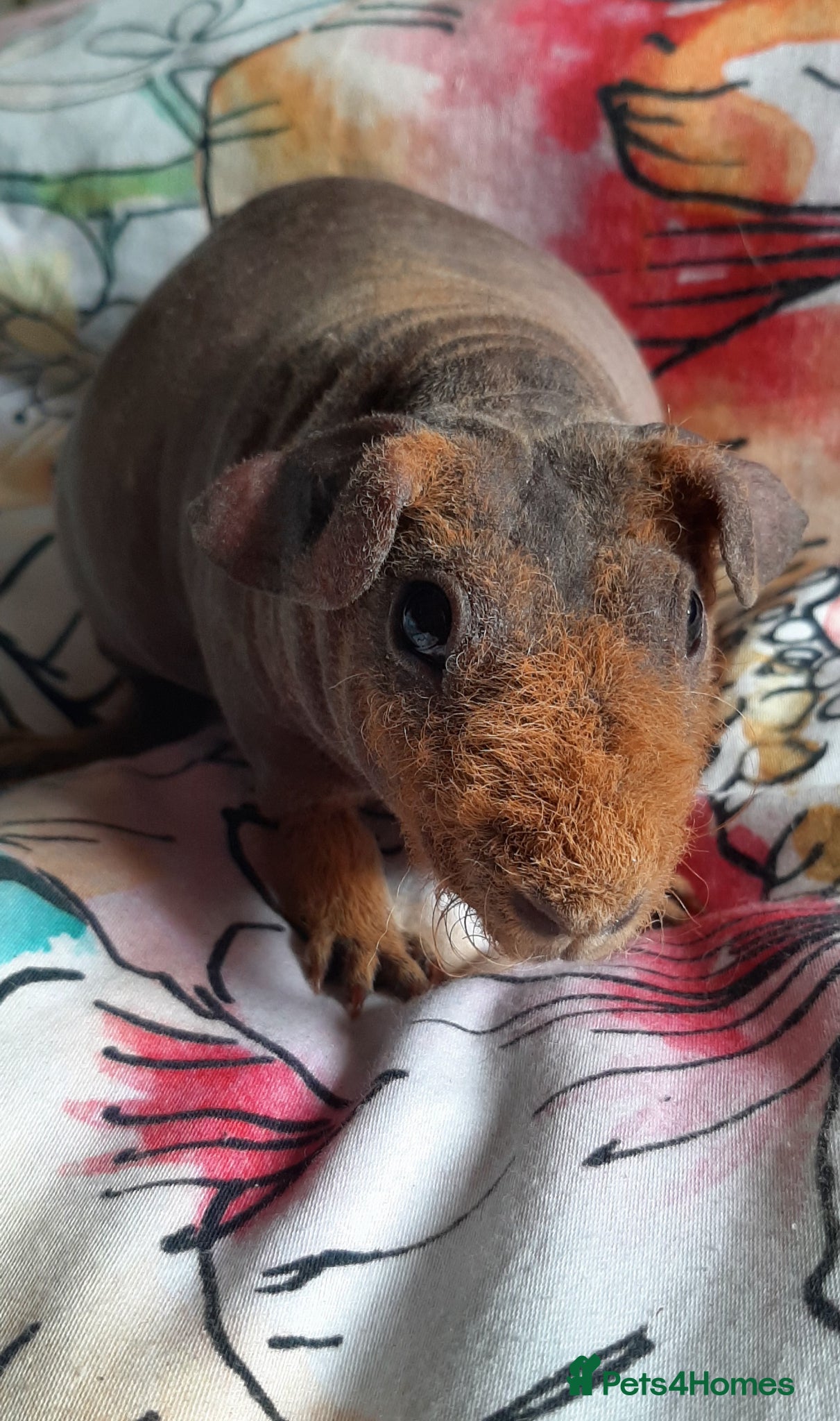 Guinea Pig rodents Skinny pigs and guinea pig babies - Advert 2