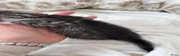Mixed Breed cats for sale: Kittens for sale  - Advert 9