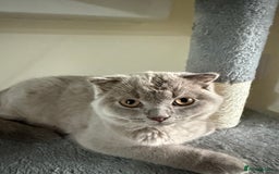 Scottish Fold cats for sale: Scottish Fold - Image 12