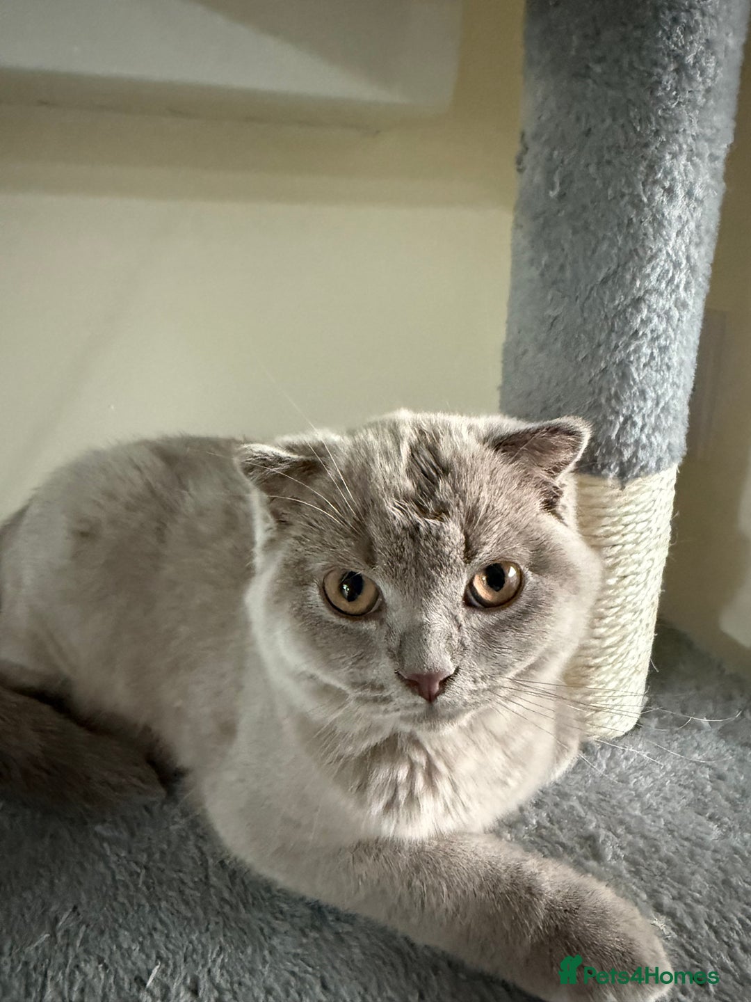 Scottish Fold cats for sale: Scottish Fold - Image 12