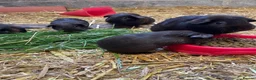 Mixed Breed rodents for sale: Black guinea pigs for sale in Bridgwater - Advert 2
