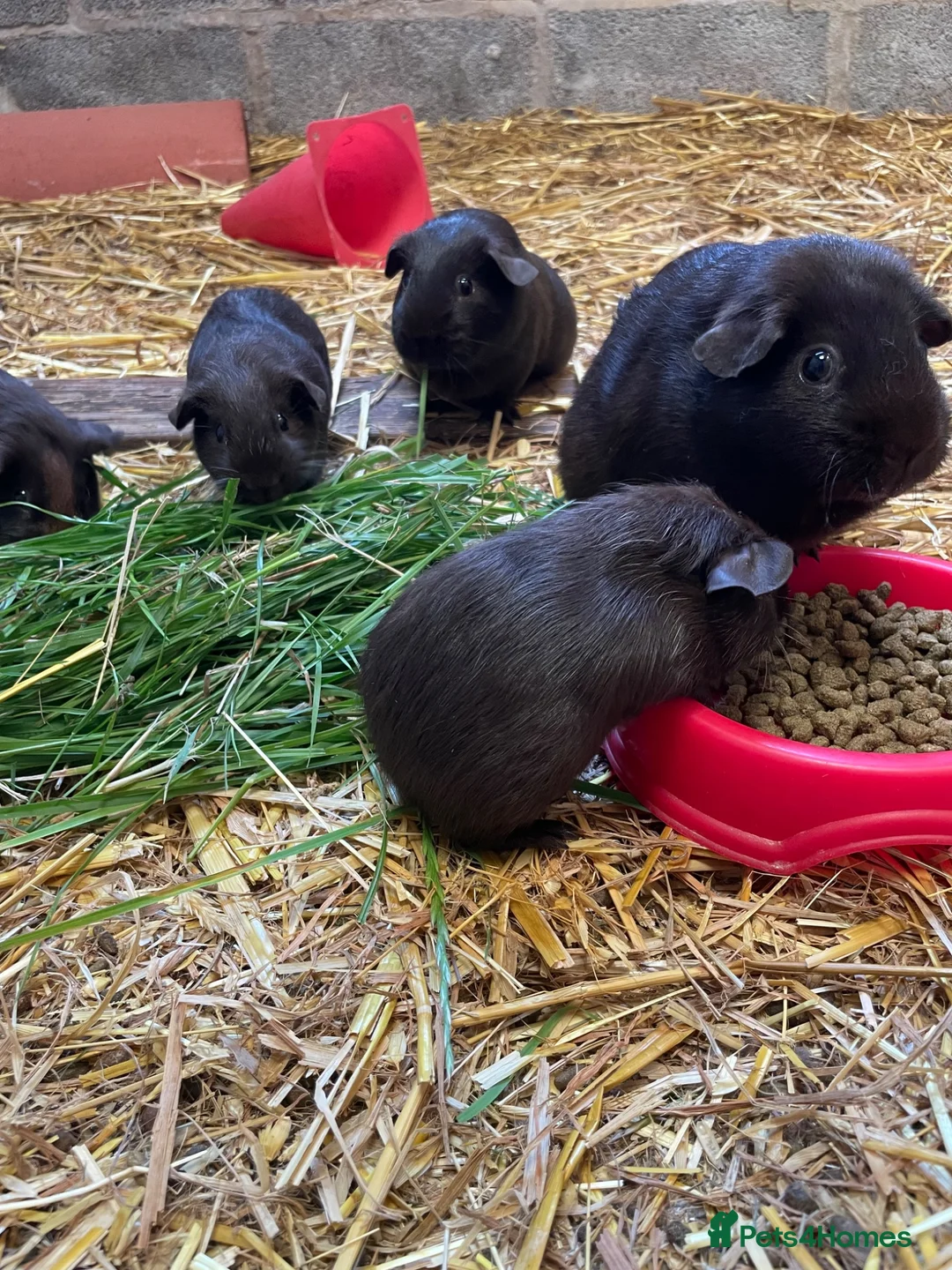 Mixed Breed rodents for sale: Black guinea pigs for sale in Bridgwater - Advert 2