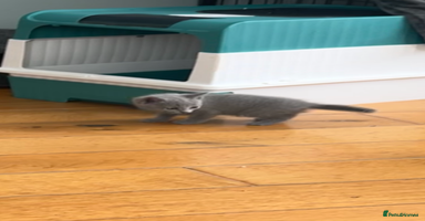 Russian Blue cats - Advert 12