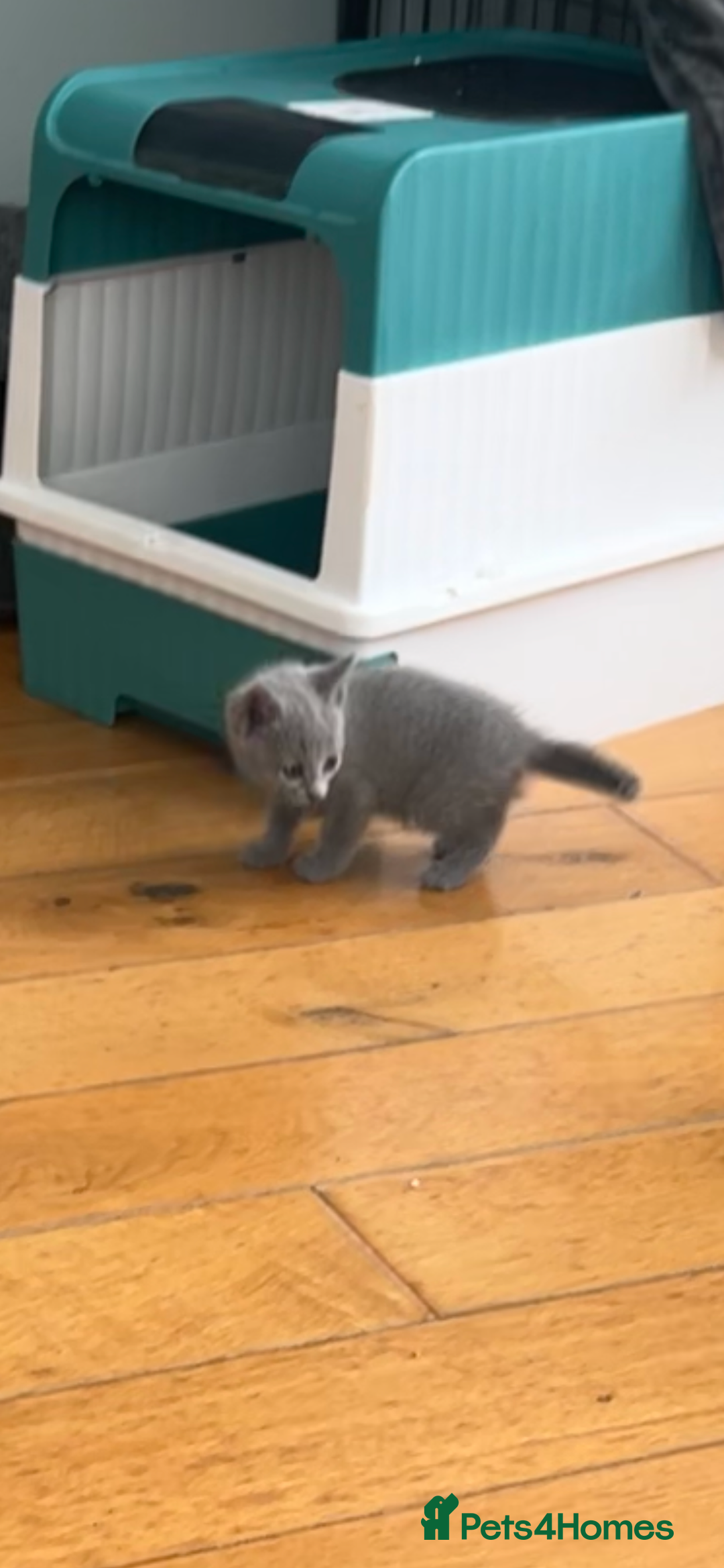 Russian Blue cats for sale: Adorable pure silver Russian blue kittens for sale - Image 3