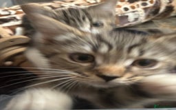 Mixed Breed cats for sale: Maincoon x Scottish fold  - Image 5
