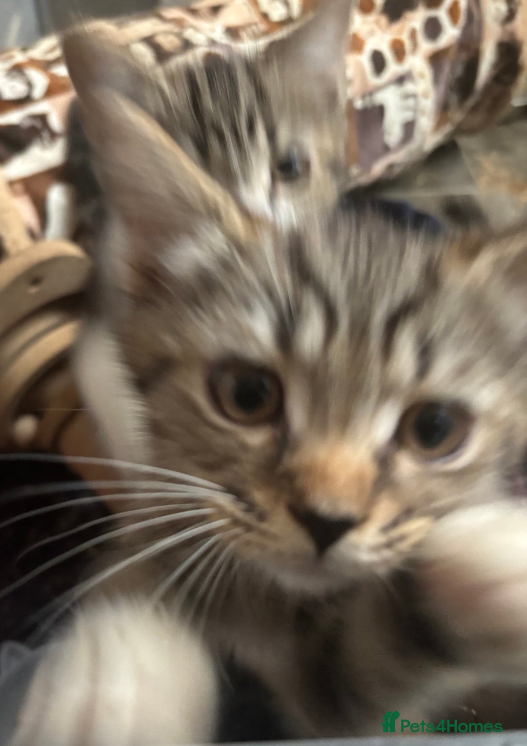 Mixed Breed cats for sale: Maincoon x Scottish fold  - Image 5