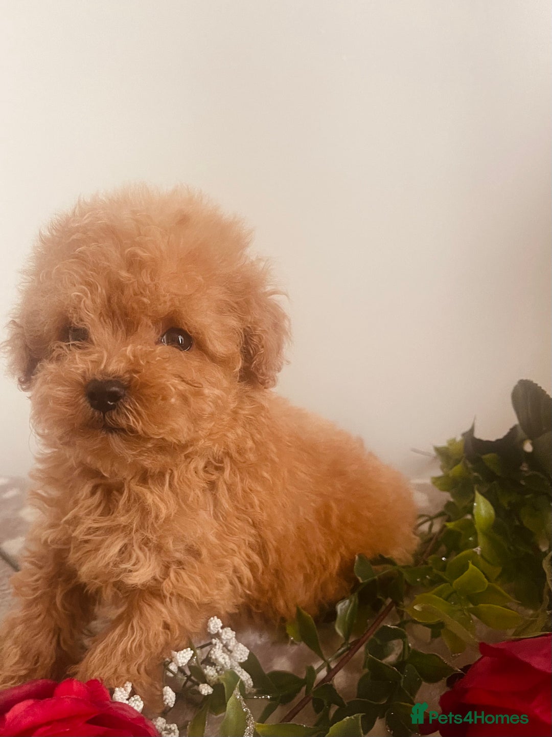 Maltipoo dogs for sale: 🐾 Two F1 Toy Maltipoo Boys Available 🐾 - Advert 3