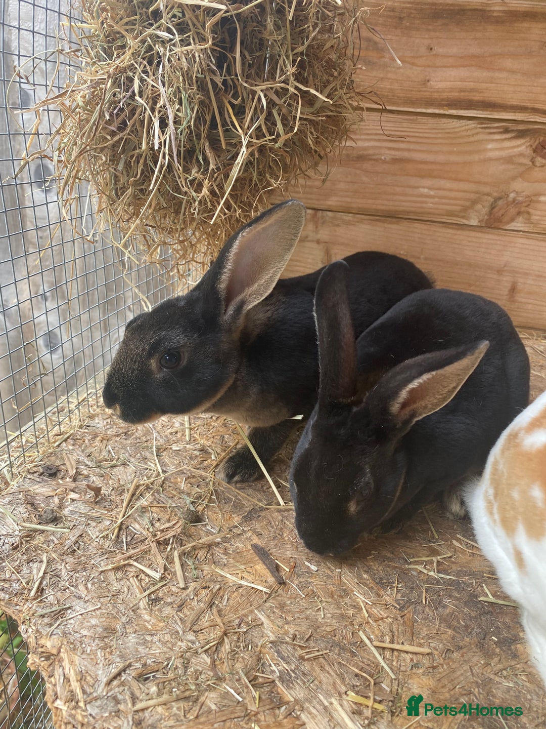 Rex rabbits for sale: Well Handled, Purebred Mini Rex Rabbits - Image 4