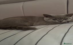 British Shorthair cats for sale: GCCF registered -Lilac British Shorthair Female - Image 5