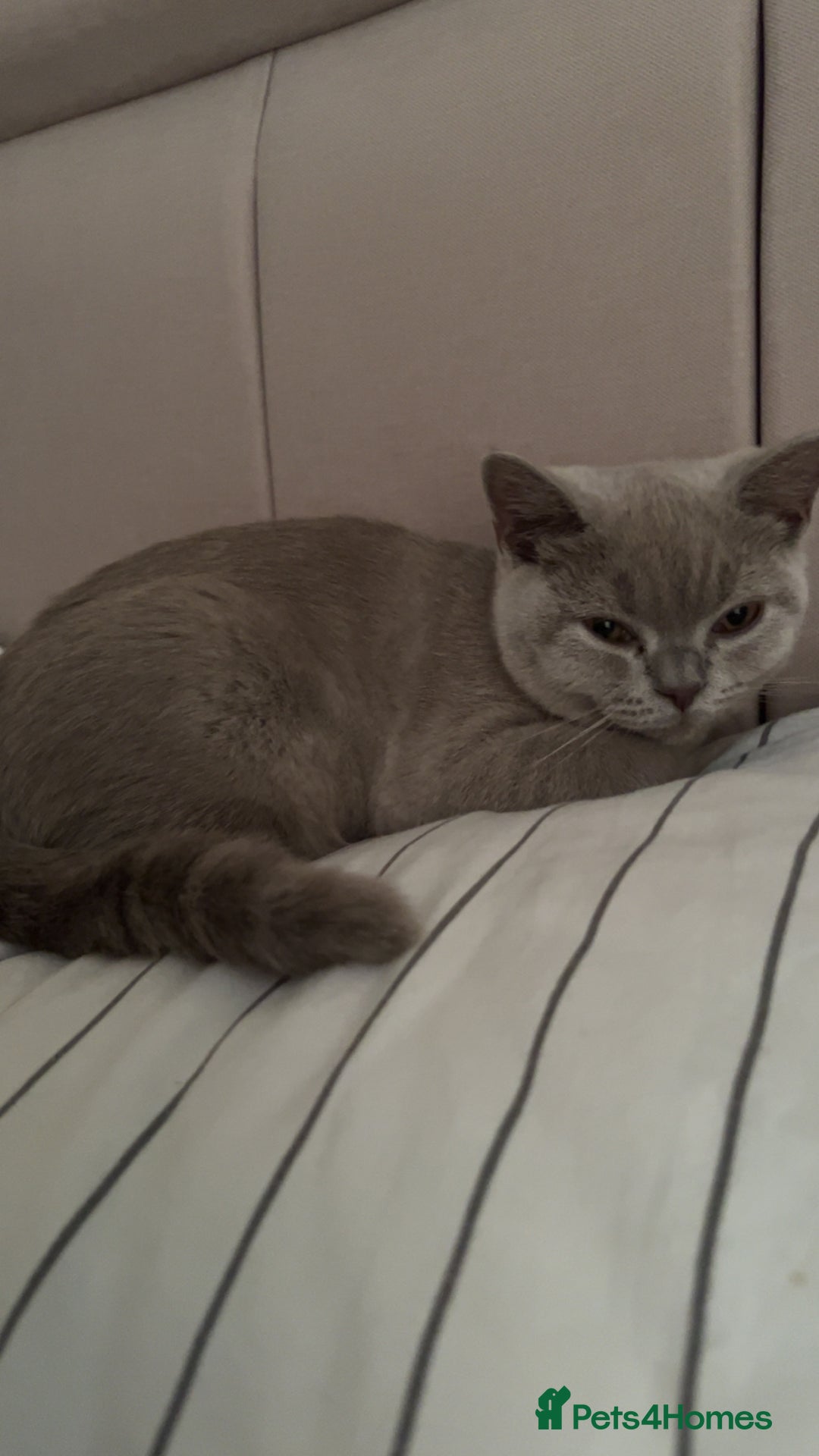 British Shorthair cats for sale: GCCF registered -Lilac British Shorthair Female - Image 5