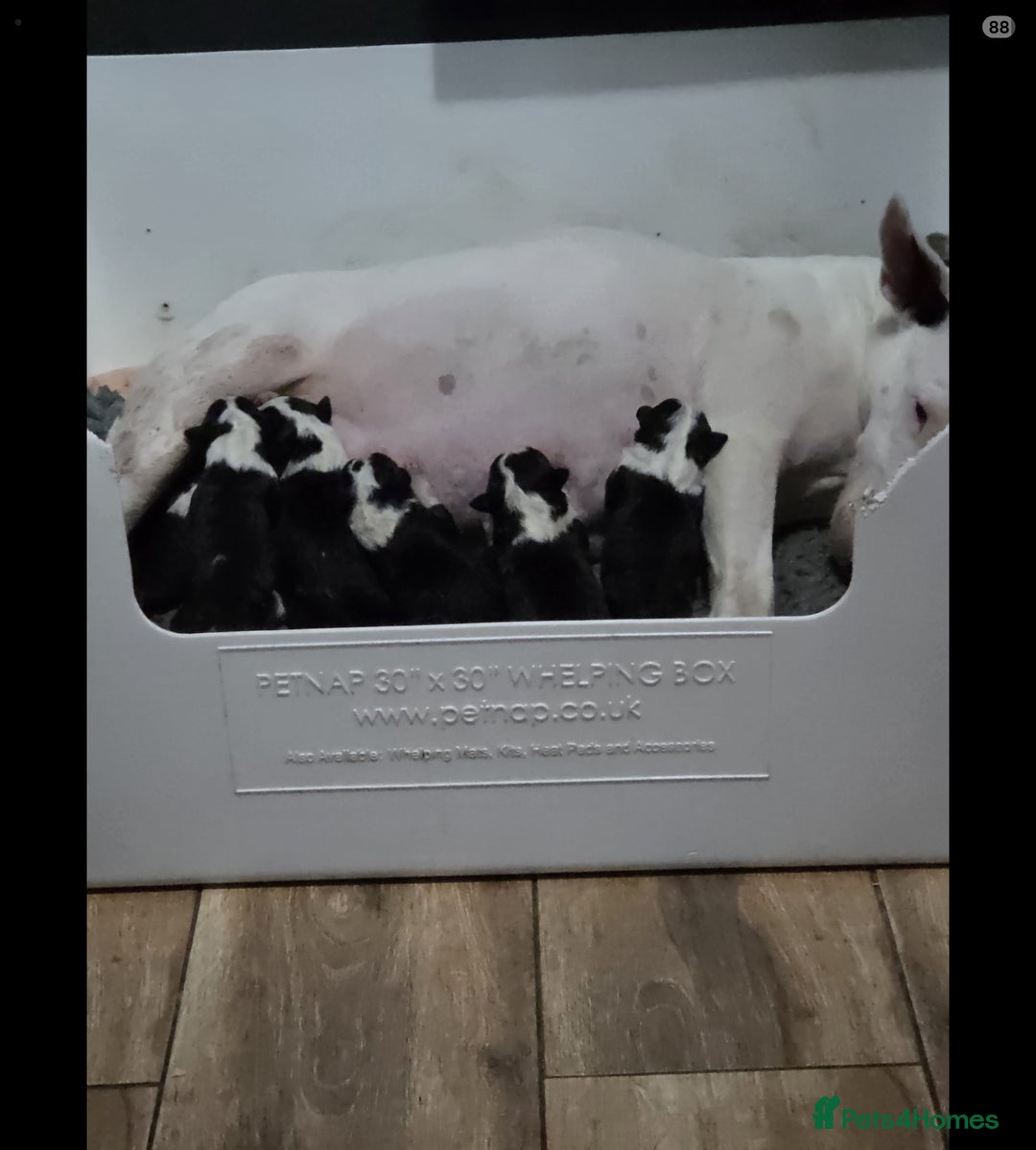 English Bull Terrier dogs for sale: Beautiful Betty  - Advert 9