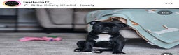 Staffordshire Bull Terrier dogs for stud: UK’S ONLY BLUE INTERNATIONAL CHAMPION  - Advert 23