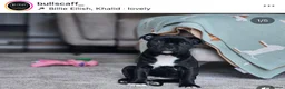 Staffordshire Bull Terrier dogs for stud: UK’S ONLY BLUE INTERNATIONAL CHAMPION  - Advert 23