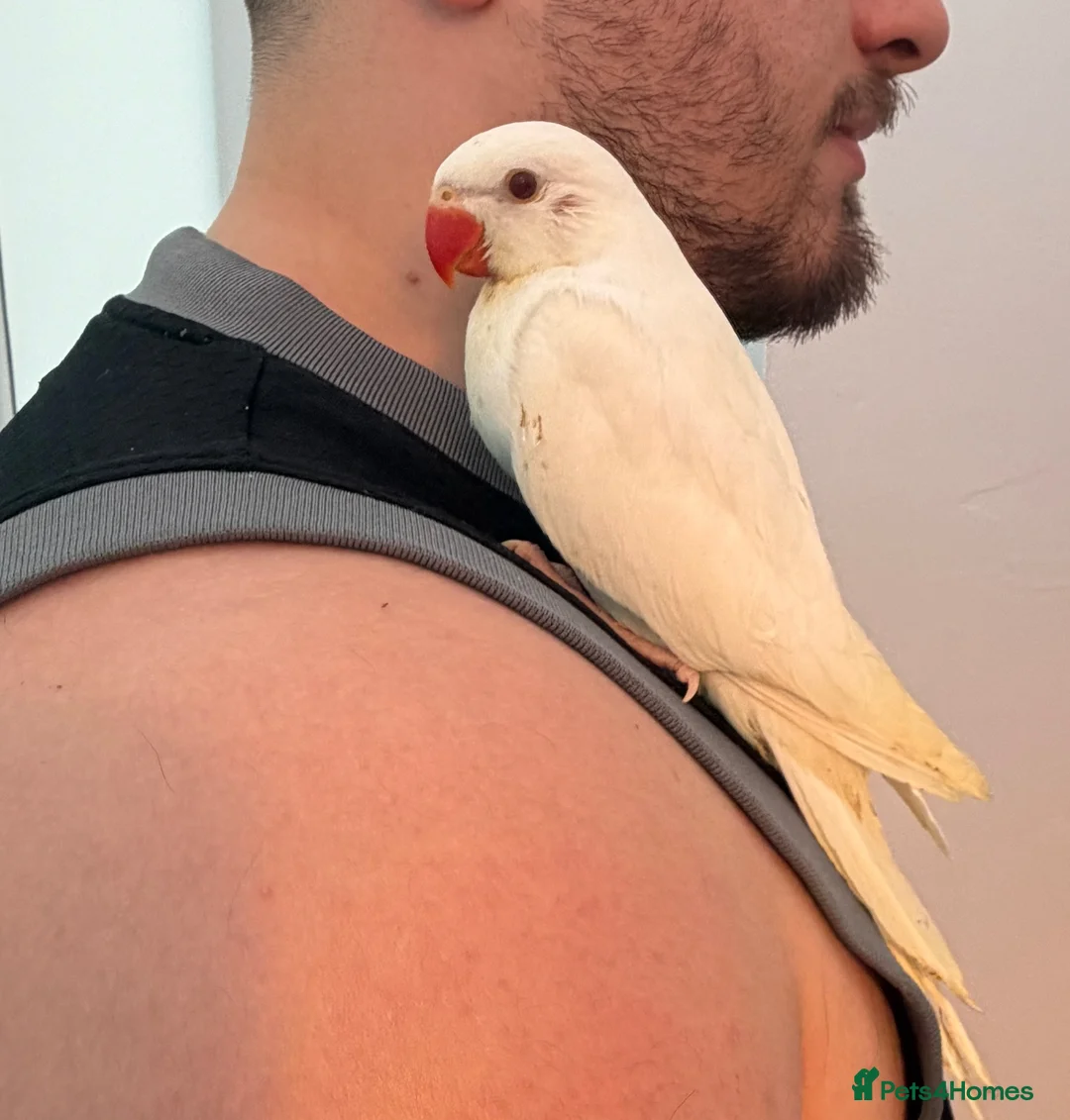 Ringnecks birds for sale: Beautiful Hand-Reared Baby Indian Ringnecks  - Advert 2