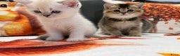 Scottish Fold cats for sale: Purrfect kitten  - Advert 8