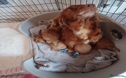 Cockapoo dogs for sale: F1 cockapoo puppies - Image 18