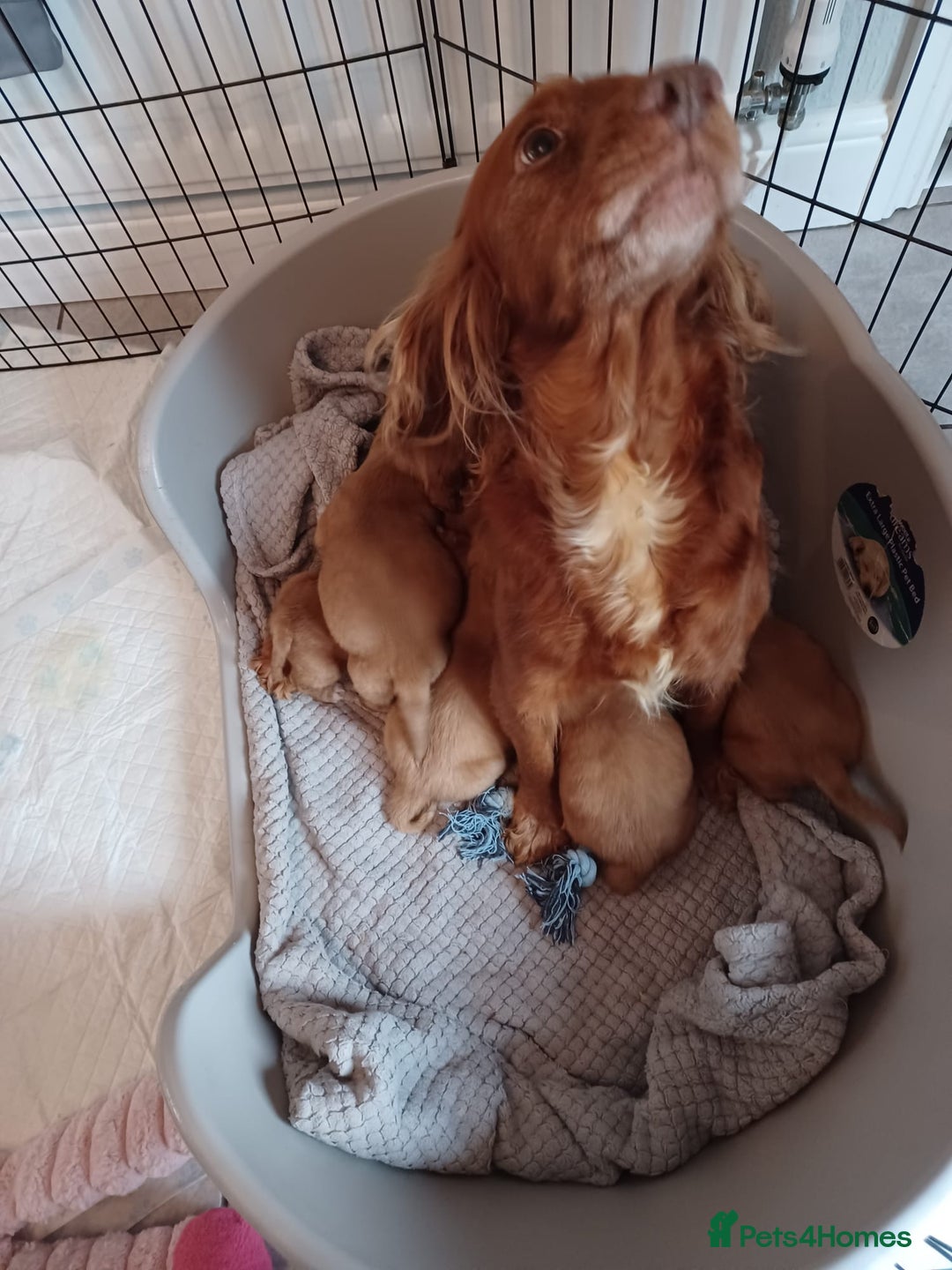 Cockapoo dogs for sale: F1 cockapoo puppies - Image 18