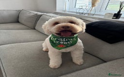 Cockapoo dogs for stud: STUD APRICOT COCKAPOO - Image 1