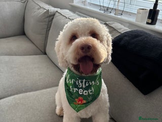 Cockapoo dogs - Advert 12