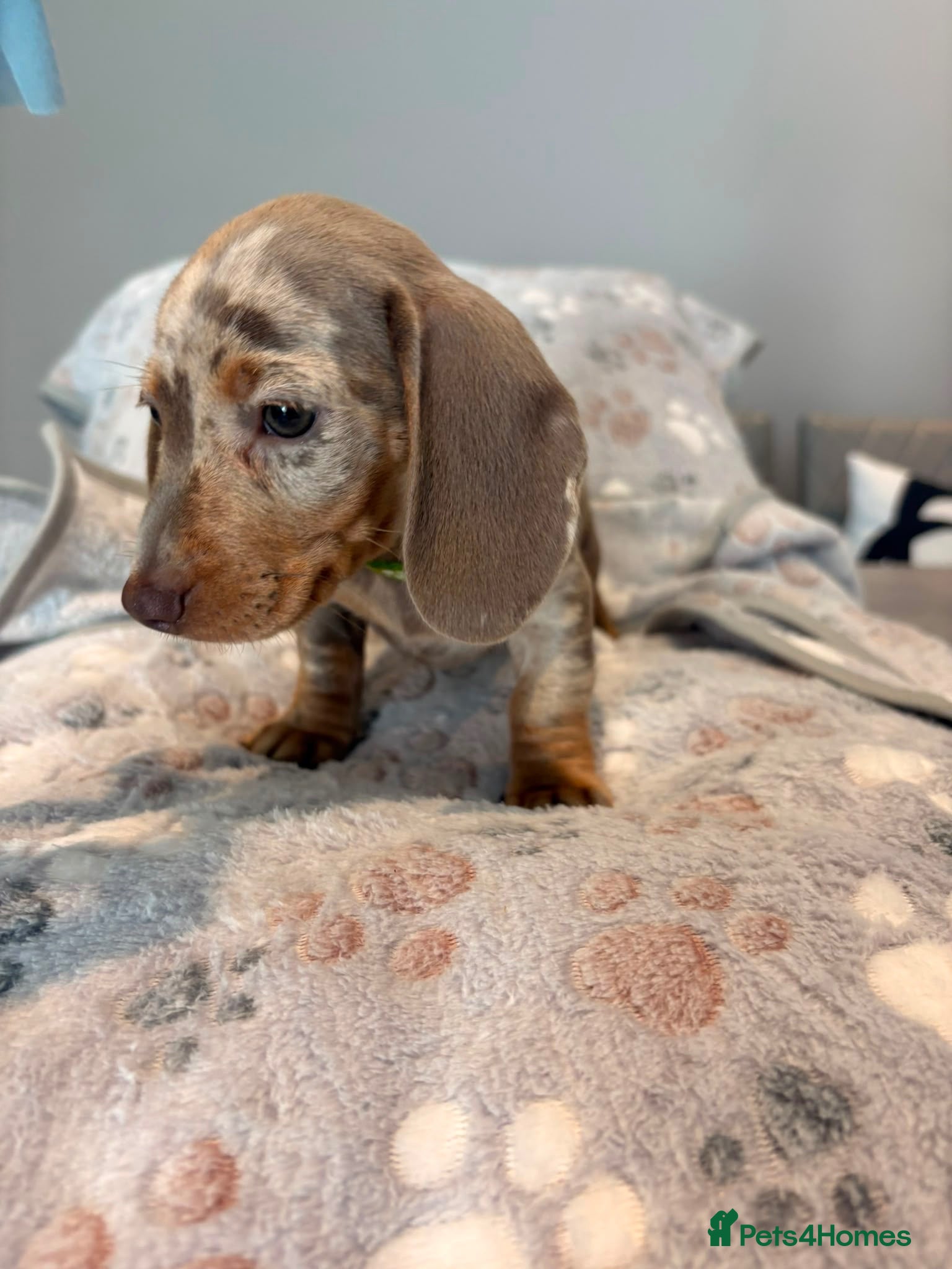 Miniature Dachshund dogs KC MINIATURE DACHSHUNDS  - Advert 2