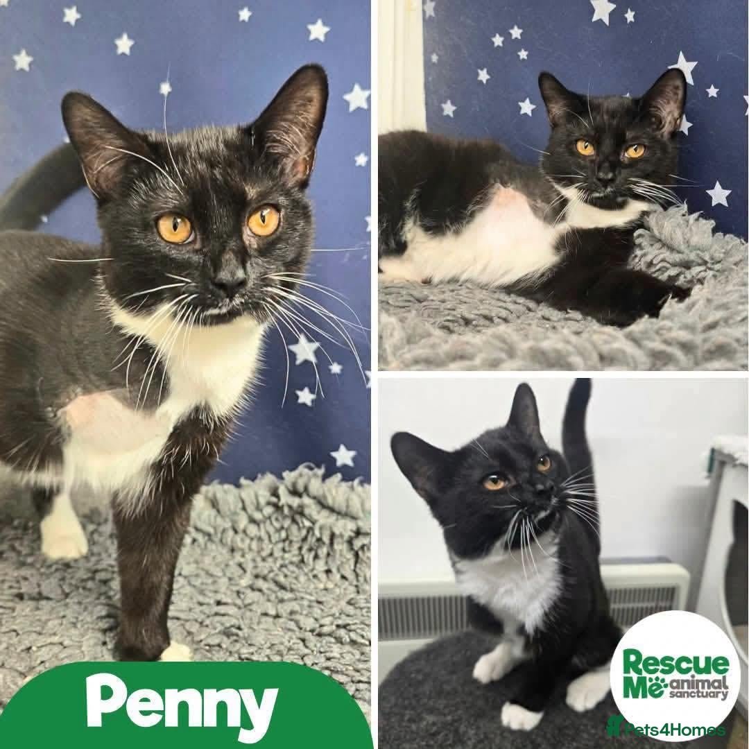 Mixed Breed cats Penny - 3 legged lady - Advert 9