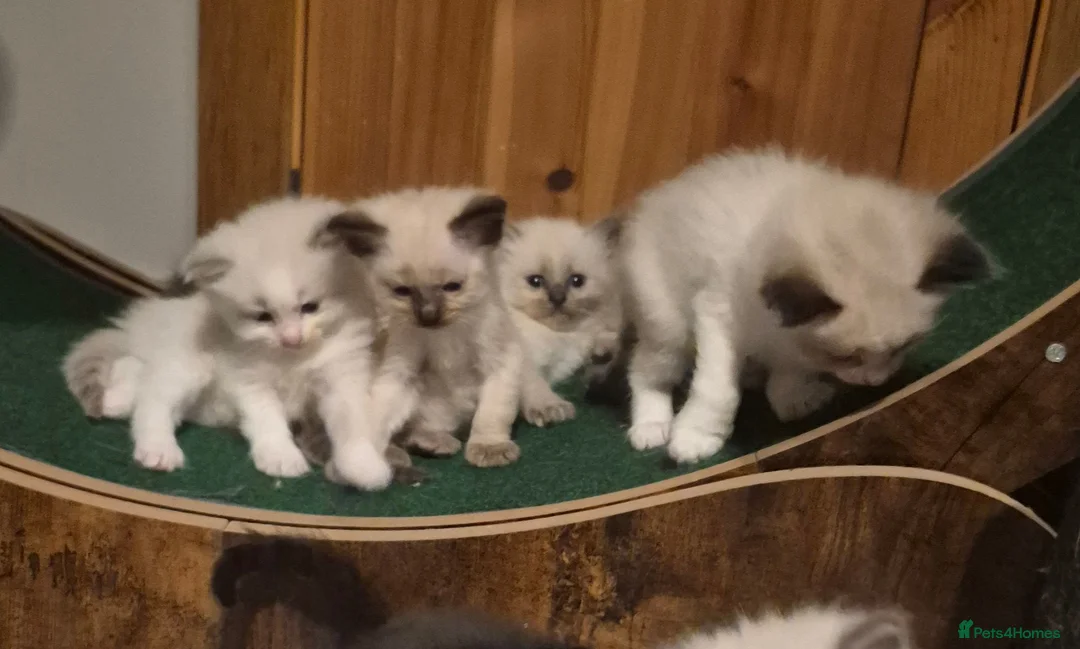 Ragdoll cats for sale: Gorgeous blue and seal ragdoll kittens - Advert 2