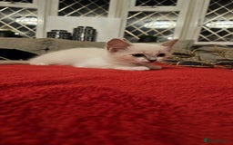 Ragdoll cats for sale: GCCF Pedigree Ragdolls Champion daddy - Image 6