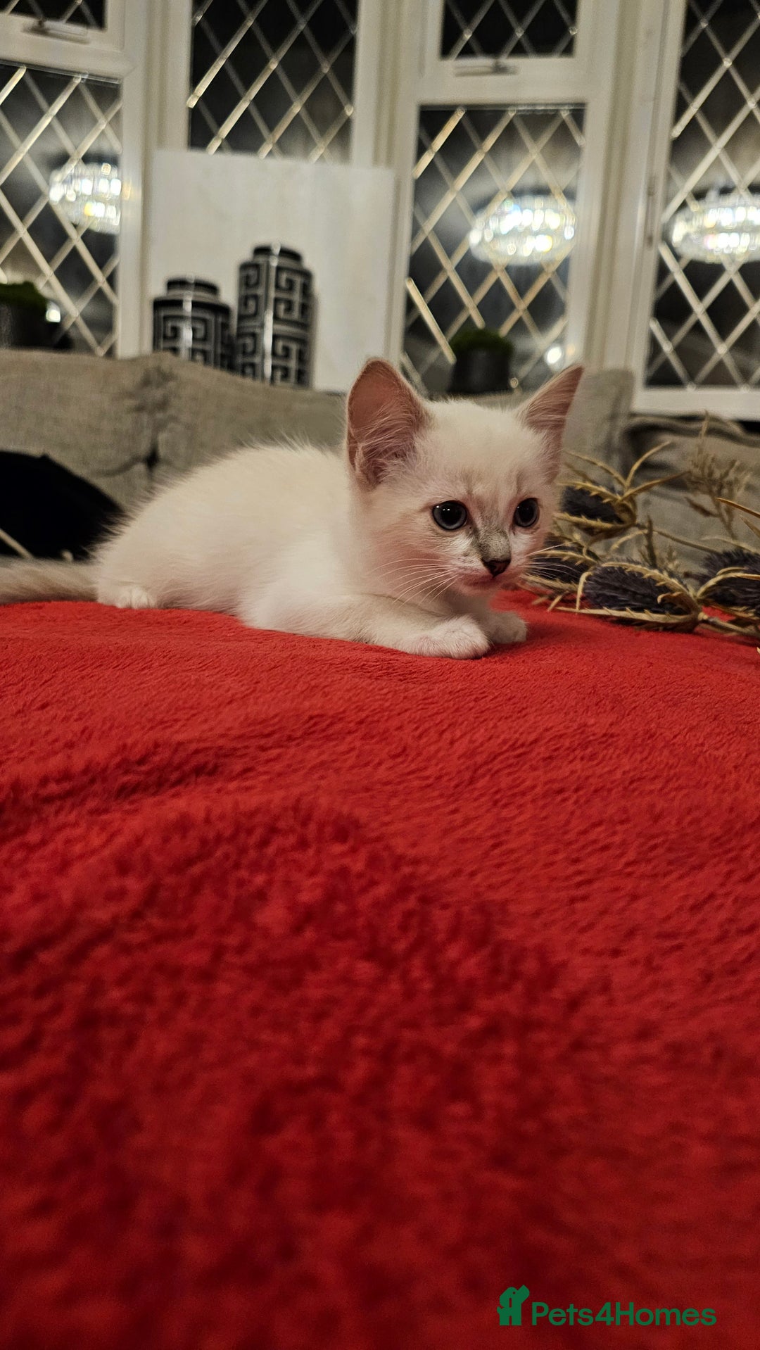 Ragdoll cats for sale: GCCF Pedigree Ragdolls Champion daddy - Image 6