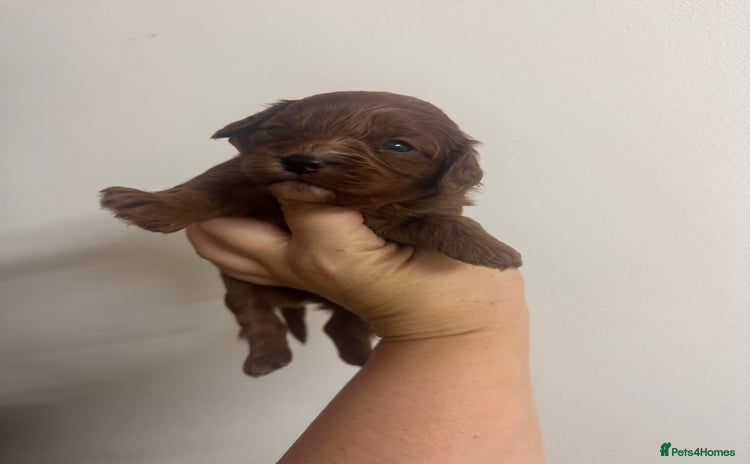 Cavapoo dogs Stunning dark red male available  - Advert 16