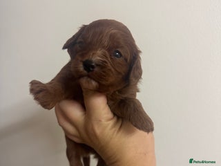 Cavapoo dogs Stunning dark red male available - Advert 1