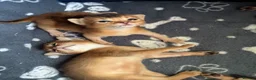 Abyssinian cats for sale: TICA 5* Pedigree Abyssinians  - Advert 6