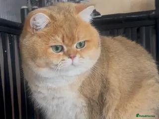 British Shorthair cats Beautiful boy ny 11 stud only - Advert 1