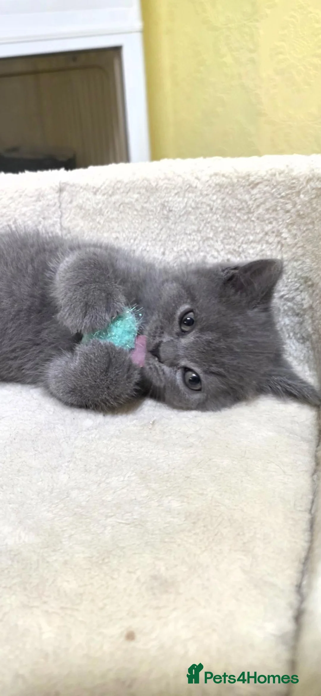British Shorthair cats for sale: British shorthair little boy 💙 - Advert 2