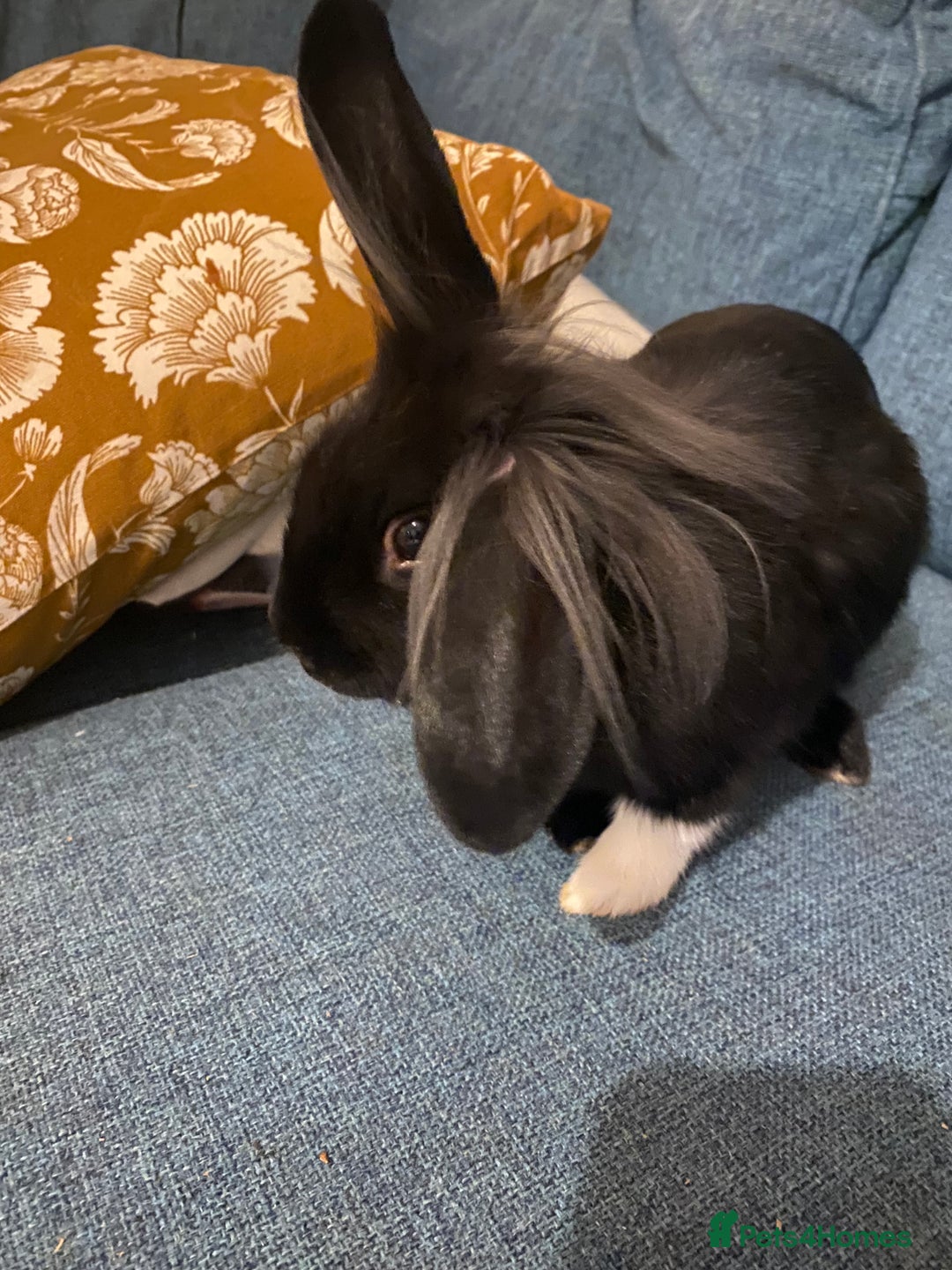 Lionhead rabbits for sale: Need rehoming before 2nd February  - Advert 9