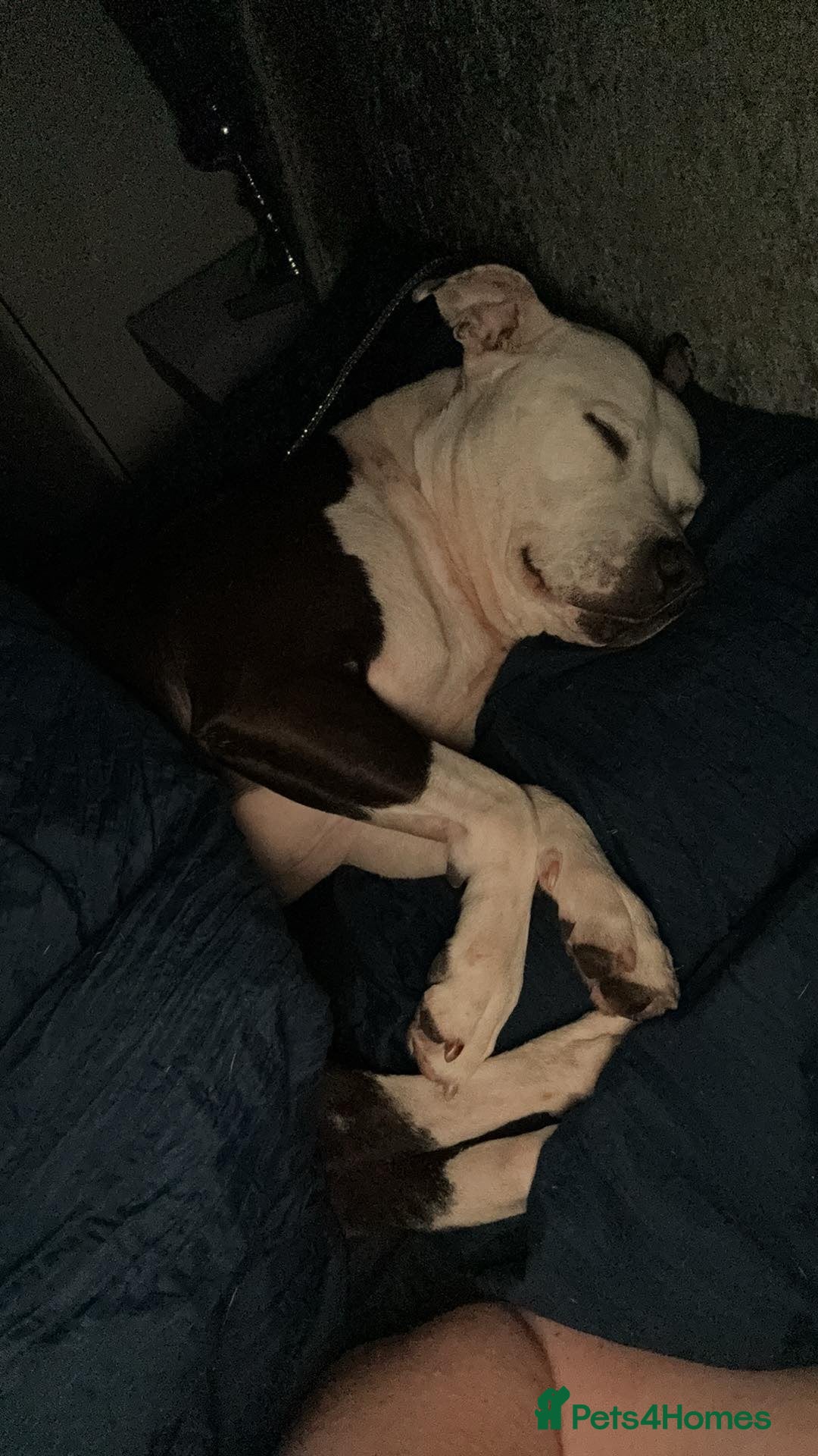 Staffordshire Bull Terrier dogs for sale: Fifi  - Advert 11