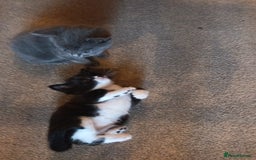 Mixed Breed cats for sale: 3 boys and 1 girl - Image 8